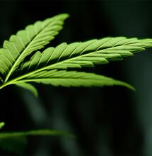 „Seltene Verbindungen“ in Cannabisblättern entdeckt