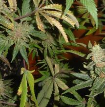 Le cannabis est-il de droite ou de gauche ?