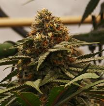 Cannabis-Evaluierung: Fakten und Folgen
