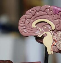 Anti-Ageing dank Cannabis?