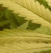 Cannabis et Parkinson : recherche de témoignages