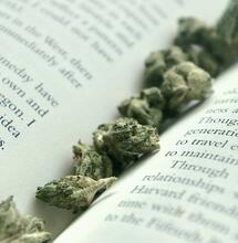 Japanische Studie sagt, Cannabis ist keine Einstiegsdroge