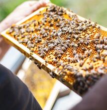 Cannabis als neuer Hoffnungsträger für den Bienenschutz  