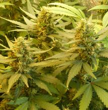 Forte augmentation du prix du cannabis pendant le confinement