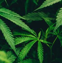 Cannabis kann bei ADHS helfen