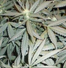 Marine Le Pen favorable au référendum d’initiative citoyenne