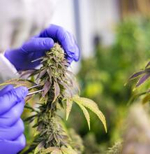 Transitioning From 18/6 to 12 and What to Know