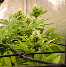 Common Cannabis Growing Mistakes Beginners Make