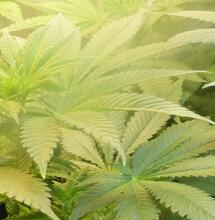 Du cannabis contre le mal de dos