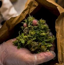 What Are the Best Hydro Systems for Beginner Growers?