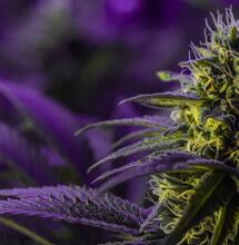 Neue deutsche Regierung entscheidet im Herbst über Cannabis