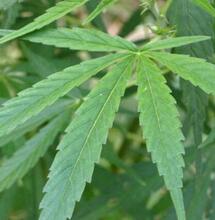 Polizeianwärter wegen Cannabis raus