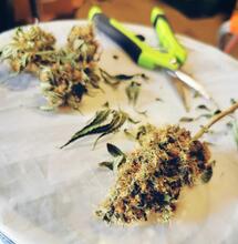 Cannabissorten für den Herbst