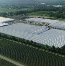 Canada : l’entreprise Canopy Growth en difficulté