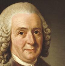Carl von Linné (1707-1778)