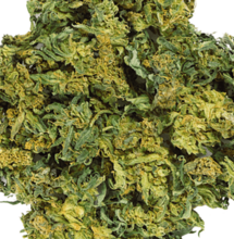 Commento alla relazione preliminare dell'OMS sulla Cannabis