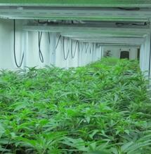 Les locaux pour la veg et la floraison