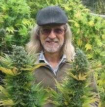 Cultiver un jardin cannabique sans stress pur vos plantes
