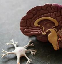  Le cerveau se rétablit-il après l'arrêt du cannabis ?