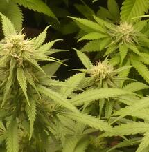 La culture indoor pendant les grosses chaleurs