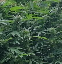 Les fleurs de chanvre bientôt interdites pour des raisons de ?