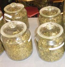 CBD : baisse du rendement des cultures de chanvre