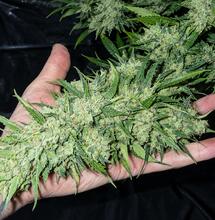 Variedades de cannabis resistentes a la botrytis, la humedad y el frío: qué cultivar esta temporada indoor
