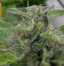Cannabis Plants and Pest Control
