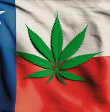 Chile legalizuje uprawę medycznej marihuany na własny użytek