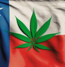 Chile uchwaliło prawo dotyczące uprawy medycznej marihuany