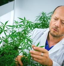 Marihuana frena enzima de Coronavirus