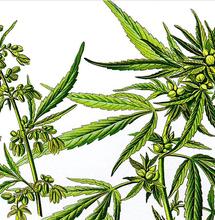Snoop Dogg investit dans une clinique du cannabis