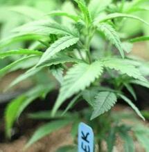 Non solo Barcelona - Emigrare in Spagna per una passione e non per lavoro