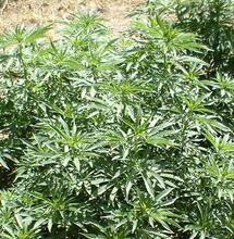 Il metodo organico dei nostri nonni applicato alla cannabis