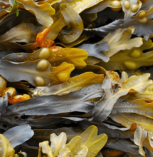 Le alghe per i coltivatori