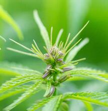 Dissequestrato il grow shop GreenPlanet di Caserta. Intervista al titolare e all'avvocato