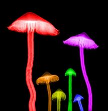 Co je mikrodávkování a proč je dnes tak populární