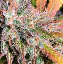 Co stojí za „skunkovou“ vůní marihuany?