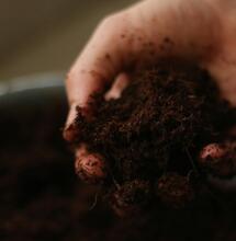 Soil or Coco, What's Best for Cannabis Cultivation?