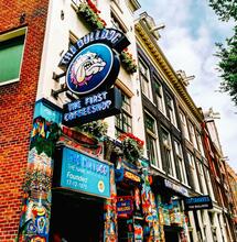 Top Strain Choice in Dutch Coffeeshops is 13.8% THC