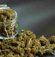 Wietexperiment: Ruimere voorraad voor coffeeshops Breda en Tilburg 