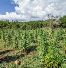 ¿Cómo labrar cannabis?