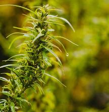 ¿Cómo Ocultar el Olor de Tu Cultivo de Marihuana?