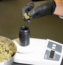 ¿Cómo definir la dosis de la marihuana medicinal?