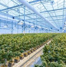 Cómo quitar el olor a marihuana del indoor.