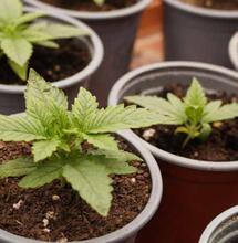De nouveaux composés soufrés dans le profil aromatique du cannabis