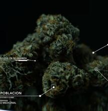 Congreso de Cannabis: Situación actual