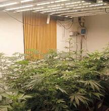 13 conseils pour cultiver les plus belles têtes en indoor