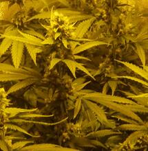 Une enquête internationale sur l’autoculture du cannabis