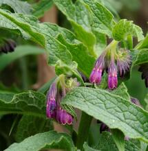 L’autre plante du mois : la Consoude